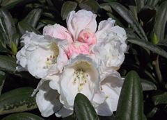 R.yakushimanum 'Edelweiss'